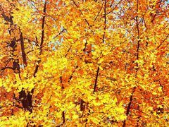 -川香煲(茅台路店)