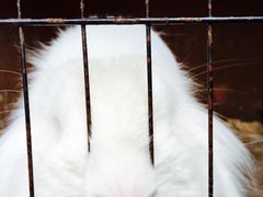 海边的猫和咖啡馆-海边的猫和咖啡馆