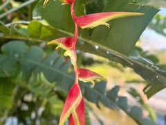-中国科学院西双版纳热带植物园
