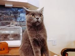 -猫色咖啡·猫咖