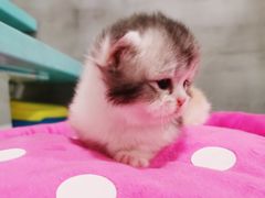 -70cat德文卷毛猫·缅因猫纯种猫舍