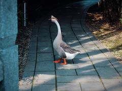 -八大山人梅湖景区