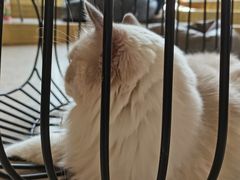 -飞行喵MR PILOT|猫舍·猫咖(静安大融城店)