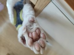 -山宅一喵德文卷毛猫舍