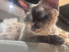 -藏猫猫咖啡主题馆(中央大道店)