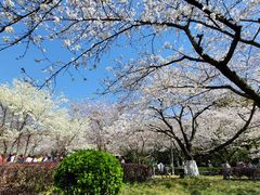 -武汉大学-樱园