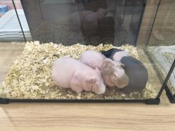 -Moni星球萌宠·小马宝莉·灵蛇·高端高阶全萌宠互动体验俱乐部(红豆国际广场店)