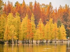 -白鹭湾湿地公园