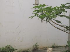 -溪岸路花鸟市场