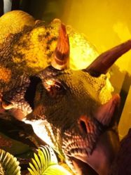 -恐龙探索乐园(磁器口店)