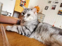-平行世界·猫咖(首经贸店)