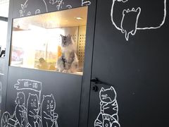 -瞄一喵猫咖(格力海岸店)
