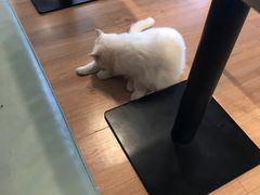 -MOYOYO猫咪咖啡店