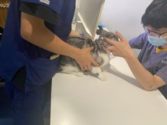 -伟伟宠物医院·CT影像中心·瑞派犬猫综合性门诊(汉口总院)