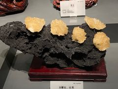 -湖南省地质博物馆