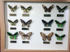 -上海昆虫博物馆