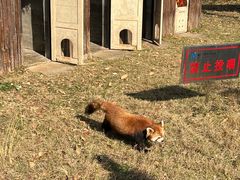 -合肥野生动物园