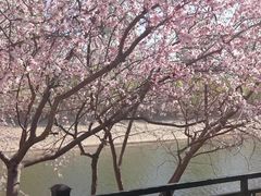-桃花堤公园