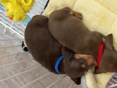 -萌宠之家·腊肠犬·马尔泰·小体犬舍