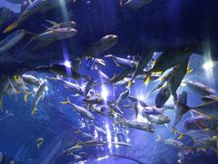 -芜湖新华联大白鲸海洋公园