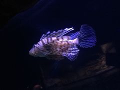 -悉尼海洋生物水族馆