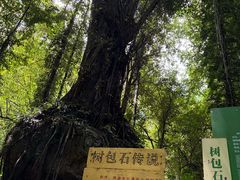 -莫里热带雨林景区