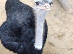 -鄂尔多斯野生动物园