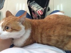 iphone_upload_pic-纳吉亚猫专科动物诊疗中心(蒋宅口分院)