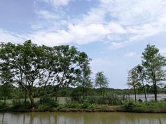 -大湾区中央湿地公园