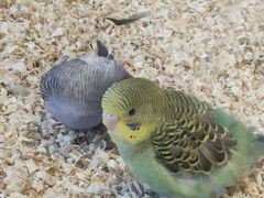 -怪兽屋·羊驼·猫咖·狗咖(俊华广场店)