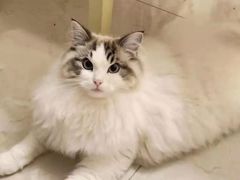 -欣宠猫屋·矮脚拿破仑·蓝金金渐层