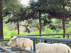 -长白岛森林公园