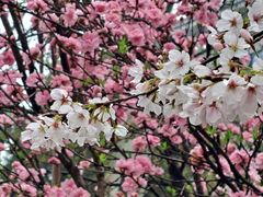 -武汉大学-樱园