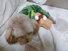 -Tim炒酸奶