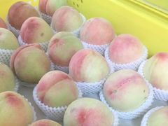 -老袁家蜜桃农场·阳山水蜜桃