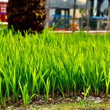 百花齐放