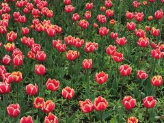 -长春公园(普阳街道)