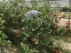 -素满香·素食自助餐(西安·民乐园店)