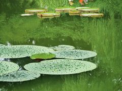 -国家植物园南园