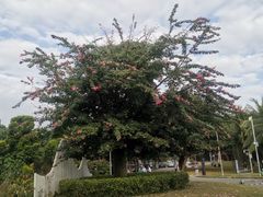 -深圳湾公园(南山区)