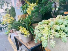 -溪岸路花鸟市场