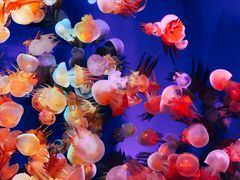 -成都浩海立方海洋公园