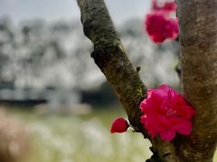 -三圣花乡旅游区