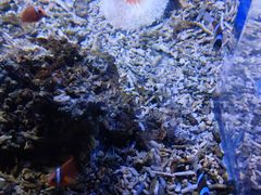 -沙沙哗啦海洋馆(华宇百花谷店)