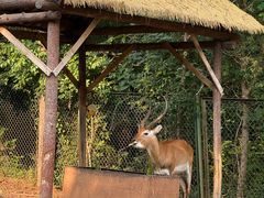 -合肥野生动物园