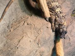 -上海大自然野生昆虫馆(东方明珠·爬宠昆虫探索中心)