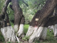 -宗角禄康公园