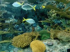 -上海海洋水族馆