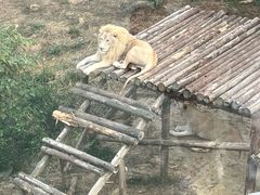 -泉州海丝野生动物世界