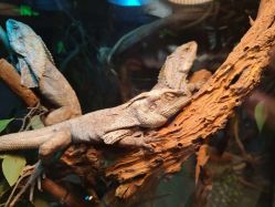 -Zoolung Zoolung动物主题公园(海信广场店)